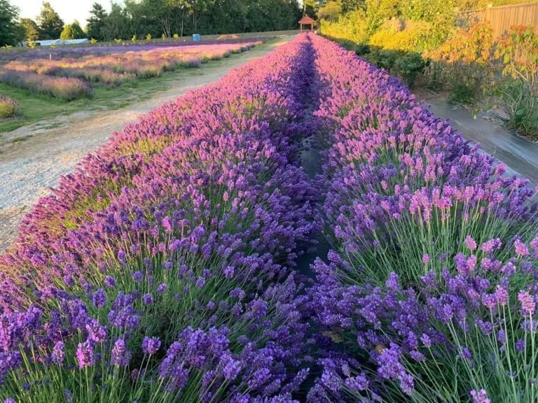 lavenderland