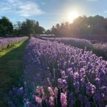 Little Gardeners - Richmond Lavenderland